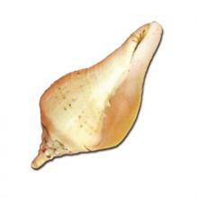 Swabhavi Dakshinavarti Shankh