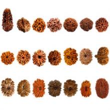 Swabhavi Rudraksh Set 1 to 21